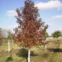 Liquidambar styraciflua 'Moraine'